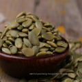 China top seller export pumpkin seeds kernel